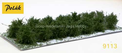 POLAK_9113.JPG