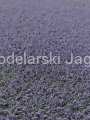 POLAK_5822.JPG