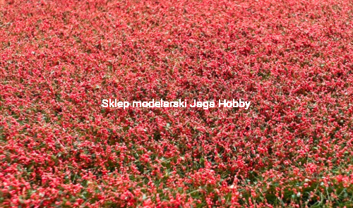 polak _pole czerwonych maków .jpg